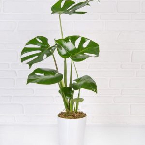 Monstera seramikli