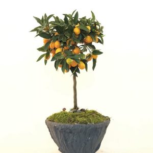 Tijli Citrus  Kumkaat  Saksi Bitkisi