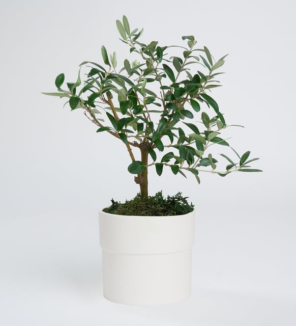 Zeytin Ağacı Serisi