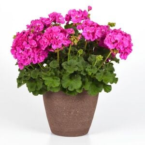 Sardunya Saksı Bitki Serisi