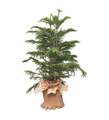 Arekorya Salon Çamı Bitkisi