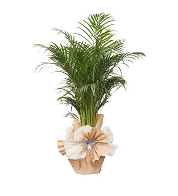 Areka Palmıyesi Bitkisi