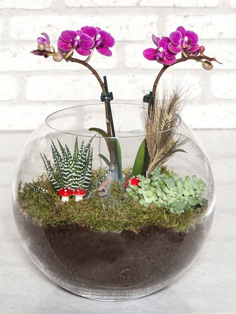 Cam Fanus içi  Orkideli Teraryum Bahçesi