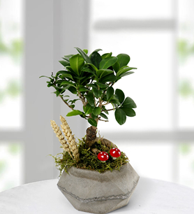 Mini Bonzai Teraryumu