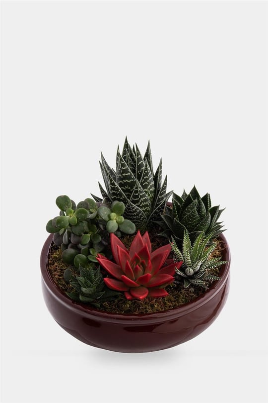 Seramik Saksida Teraryum