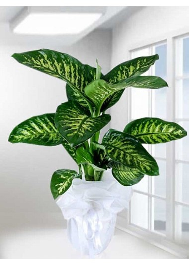 Difanbahya Orta Boy Bitkisi