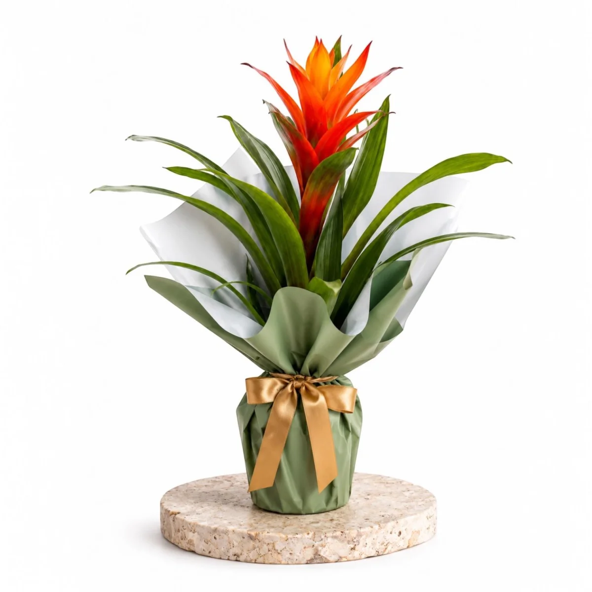 Yeşil Ambalajlı Guzmania Bitkisi