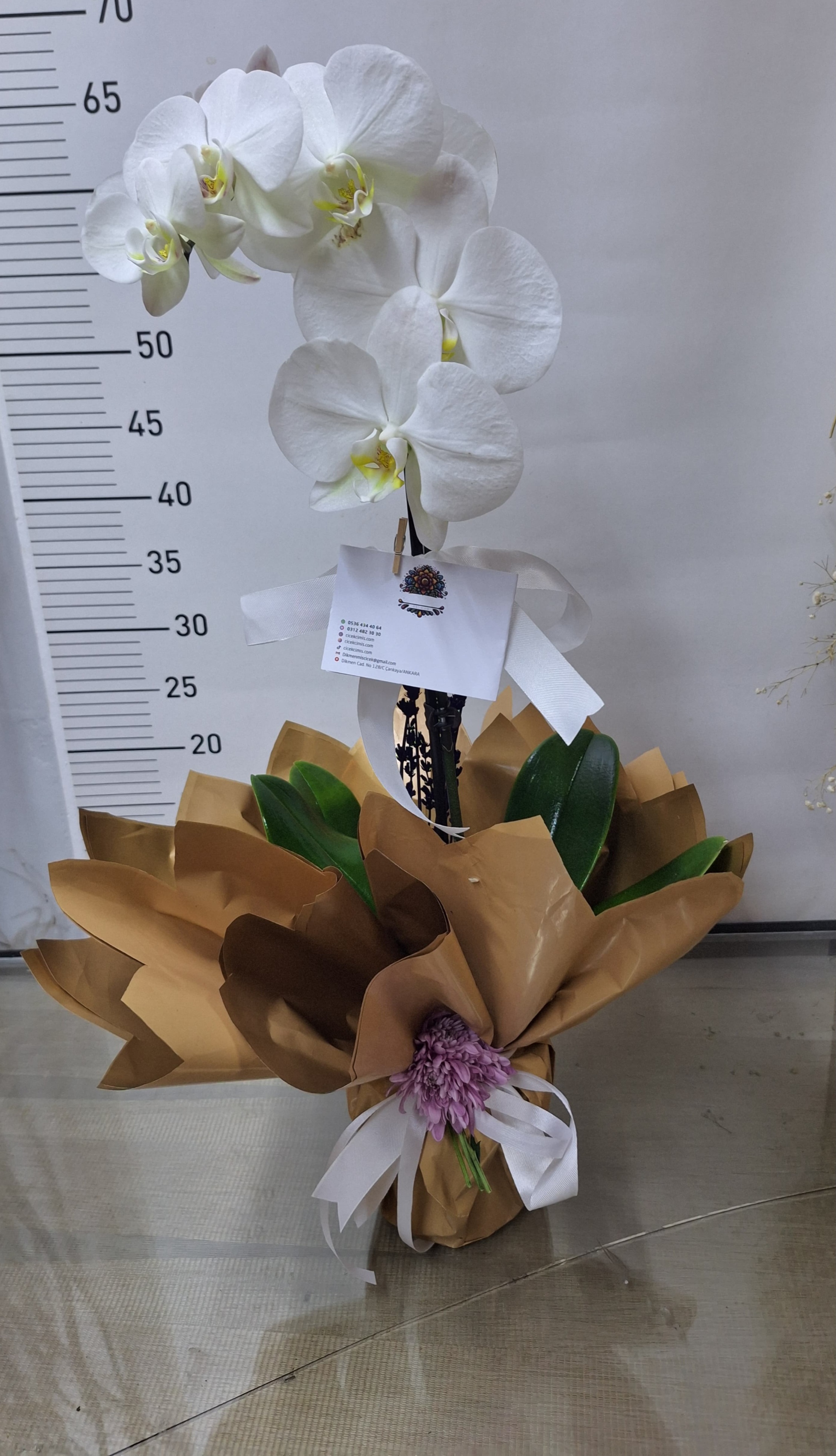 Beyaz Tek Dalli Orkide Serisi