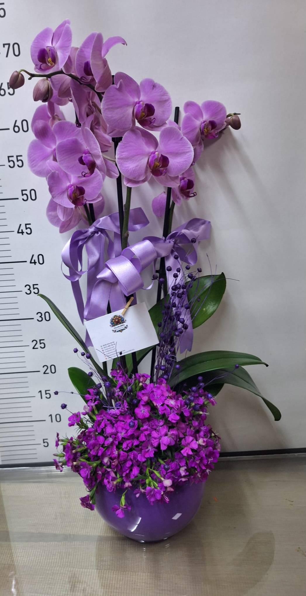 Çift Dalli Mor Orkide ve Hüsnü Yusuf Serisi