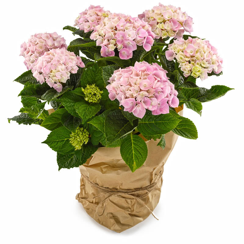 Arzunun Ortanca Bahçesi