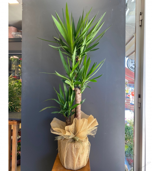 Yukka Saksi Bitkisi Serisi